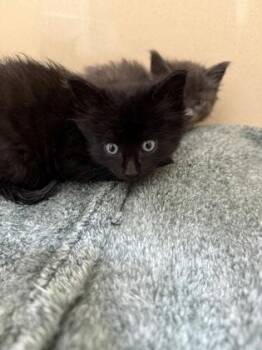 Aang -  Domestic Short Hair Cat for Adoption in Pequot Lakes, Minnesota - Aang | PetCurious