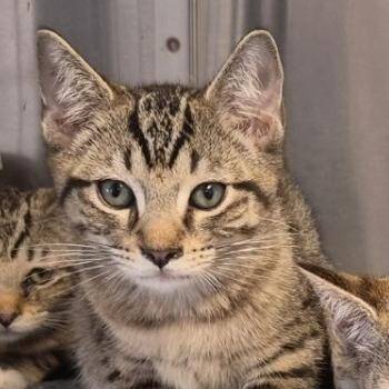Mojave -  Domestic Short Hair Cat for Adoption in Indiana, Pennsylvania - Mojave | PetCurious