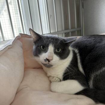 Rescue Domestic Short Hair Cats for Adoption in West Milford, New Jersey - Miles | PetCurious