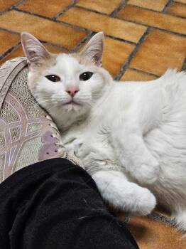 Cookie -  Domestic Short Hair Cat for Adoption in Yankton, South Dakota - Cookie | PetCurious