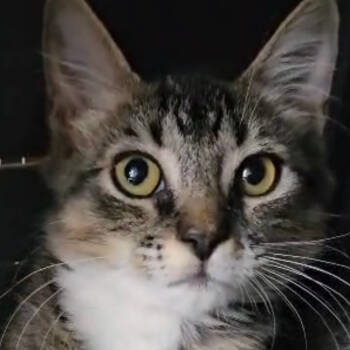 Rescue Domestic Short Hair Cats for Adoption in Fort Lauderdale, Florida - Luna | PetCurious