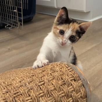 Cleo - Costa Mesa Location ** Available Tuesday, 10/20 -  Domestic Short Hair Cat for Adoption in Chino Hills, California - Cleo - Costa Mesa Location ** Available Tuesday, 10/20 | PetCurious