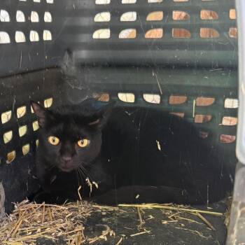 Samone -  Domestic Short Hair Cat Available for Adoption in Chattanooga, Tennessee - Samone | PetCurious