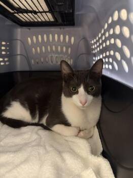American Wirehair and Domestic Short Hair Cats Available for Adoption in Honolulu, Hawaii - Iosefa `Sefa` | PetCurious
