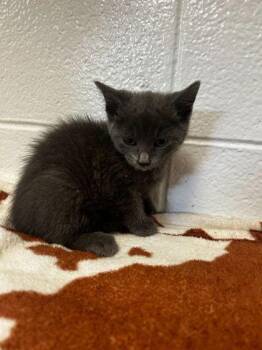 Umi Zoomie Tinky Winky -  Domestic Short Hair Cat for Adoption in Spruce Pine, North Carolina - Umi Zoomie Tinky Winky | PetCurious