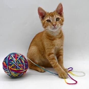 Domestic Short Hair Cats Available for Adoption in Elmsford, New York - Max - Available 5/16 | PetCurious