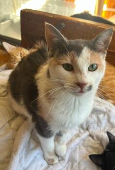 Ruthie Ann -  Domestic Short Hair Cat for Adoption in Richmond, Virginia - Ruthie Ann | PetCurious