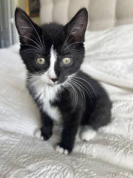 Luisa Nagle -  Domestic Short Hair Cat for Adoption in Trenton, New Jersey - Luisa Nagle | PetCurious