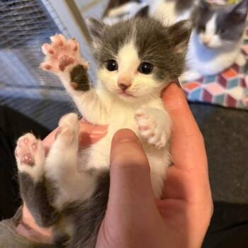 Serenade -  Domestic Short Hair Cat for Adoption in Buffalo, Minnesota - Serenade | PetCurious