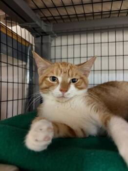 Taz -  Domestic Short Hair Cat for Adoption in Lovingston, Virginia - Taz | PetCurious