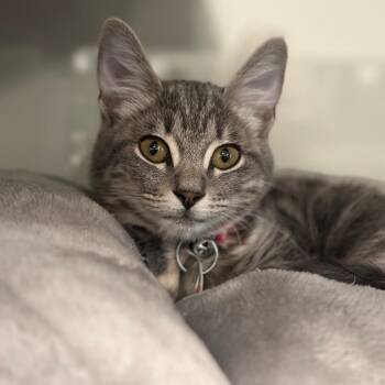 NCR9120 Fuji -  Domestic Short Hair Cat for Adoption in Port Washington, New York - NCR9120 Fuji | PetCurious