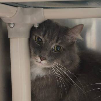 Little Boo -  Domestic Medium Hair Cat for Adoption in Concord, North Carolina - Little Boo | PetCurious