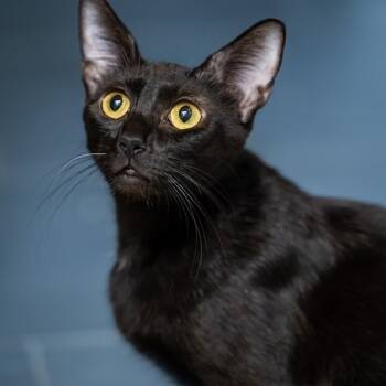Rescue Domestic Short Hair Cats for Adoption in Austin, Texas - Dotty | PetCurious