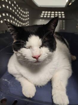 Tokyo 12.17.24 -  Domestic Short Hair Cat for Adoption in Apopka, Florida - Tokyo 12.17.24 | PetCurious