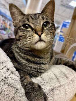 Rescue Domestic Short Hair Cats for Adoption in Chicago, Illinois - Tucker | PetCurious