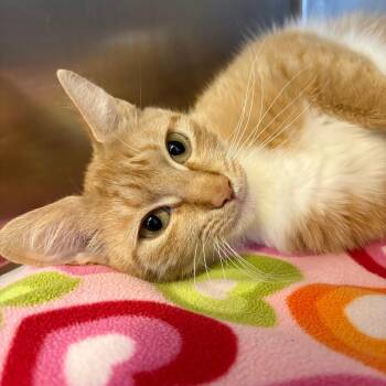 Domestic Short Hair Cats Available for Adoption in East Hampton, New York - Thea | PetCurious