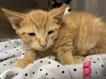 SUDACHI -  Domestic Short Hair Cat for Adoption in Hagerstown, Maryland - SUDACHI | PetCurious