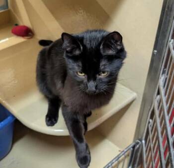 April -  Domestic Short Hair Cat for Adoption in Gladstone, Oregon - April | PetCurious