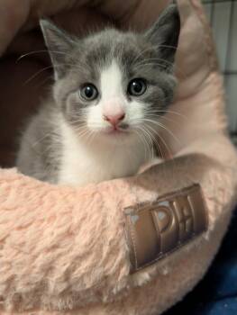 Ophelia adams -  Domestic Medium Hair Cat for Adoption in Virginia Beach, Virginia - Ophelia Adams | PetCurious