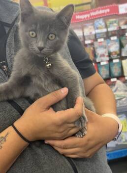 Rescue Russian Blue Cats for Adoption in Pacifica, California - Dawson | PetCurious