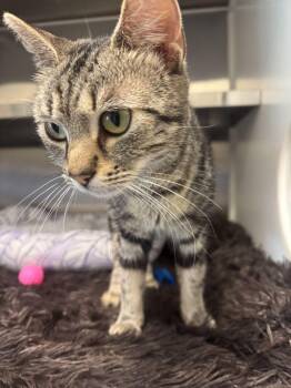 Domestic Short Hair Cats Available for Adoption in Hilton Head Island, South Carolina - Patchouli | PetCurious