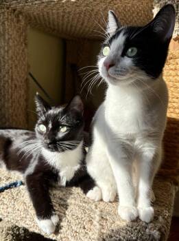 Ms Maynard and Riley -  Domestic Short Hair Cat for Adoption in Seattle, Washington - Ms Maynard And Riley | PetCurious