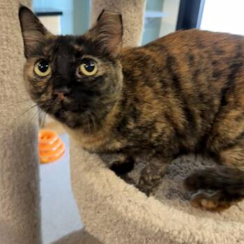 Brownie -  Domestic Short Hair Cat for Adoption in Sarasota, Florida - Brownie | PetCurious