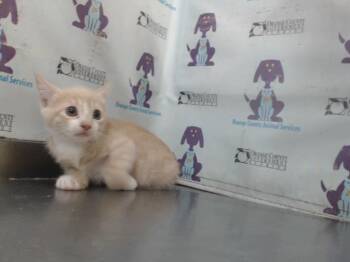 Rescue Domestic Short Hair Cats for Adoption in Orlando, Florida - LILY | PetCurious