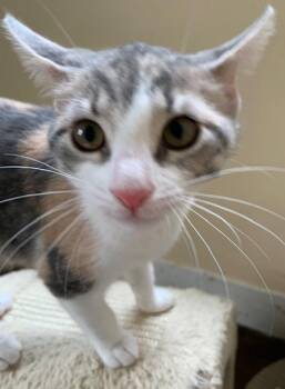 Rescue Dilute Calico Cats for Adoption in Naugatuck, Connecticut - Amelia | PetCurious