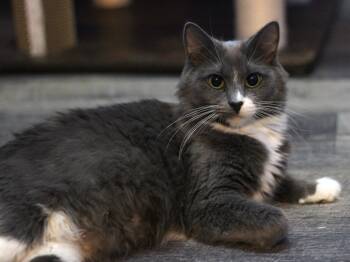 Rescue Domestic Long Hair Cats for Adoption in Minneapolis, Minnesota - Poppy | PetCurious