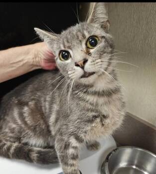Carlisle -  Domestic Short Hair Cat for Adoption in Salisbury, Maryland - Carlisle | PetCurious