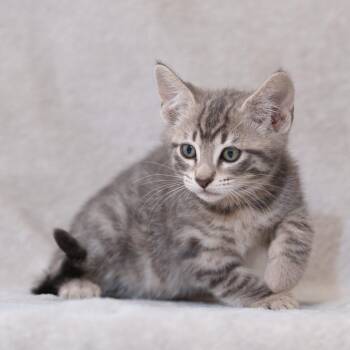 Dickens -  Domestic Short Hair Cat for Adoption in Sunnyvale, California - Dickens | PetCurious