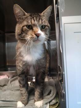 Flip Flop (26-197 C) -  Domestic Short Hair Cat for Adoption in Lansing, Michigan - Flip Flop (26-197 C) | PetCurious