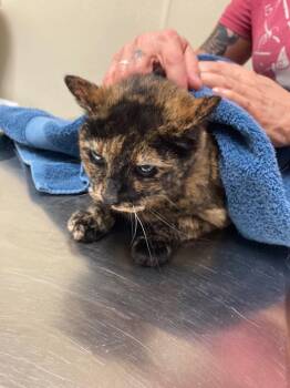 Domestic Short Hair Cats Available for Adoption in Christiansburg, Virginia - Big Cookie | PetCurious