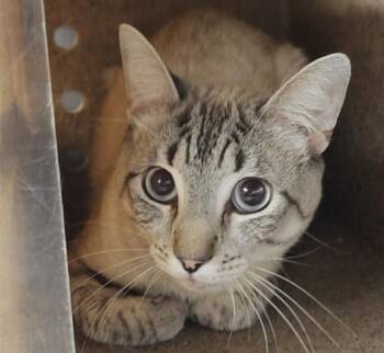 Domestic Short Hair Cats Available for Adoption - BELFAST | PetCurious