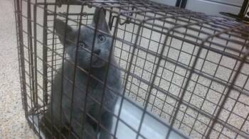 DRAKE -  Russian Blue Cat for Adoption in Doral, Florida - DRAKE | PetCurious