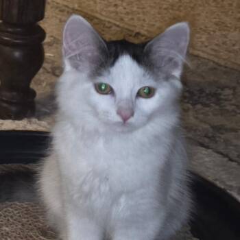 Kitten Lucy -  Domestic Long Hair Cat for Adoption in Mineral Point, Wisconsin - Kitten Lucy | PetCurious