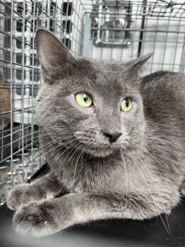 ASH -  Domestic Short Hair Cat for Adoption in Palmetto, Florida - ASH | PetCurious