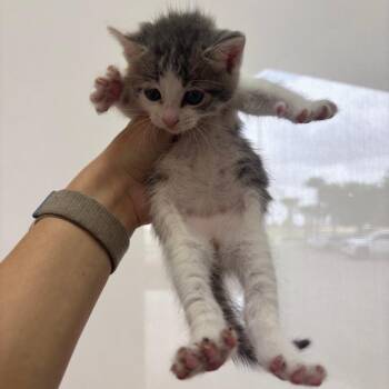 Blueberry -  Domestic Short Hair Cat for Adoption in Corpus Christi, Texas - Blueberry | PetCurious