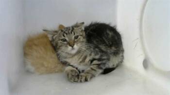 CLAWD WOLF -  Domestic Short Hair Cat for Adoption in Albuquerque, New Mexico - CLAWD WOLF | PetCurious