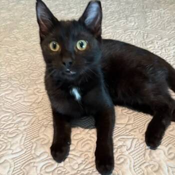Rescue Domestic Short Hair Cats for Adoption in Jupiter, Florida - Gabriel | PetCurious