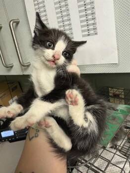 CATFISH -  Domestic Short Hair Cat for Adoption in Jacksonville, Florida - CATFISH | PetCurious