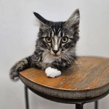 Friday -  Domestic Long Hair Cat for Adoption in Spokane, Washington - Friday | PetCurious