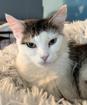 Domestic Medium Hair Cats Available for Adoption - Persia | PetCurious