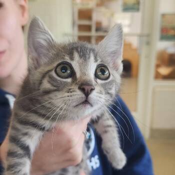 Queso -  Domestic Short Hair Cat for Adoption in Gloucester, Virginia - Queso | PetCurious