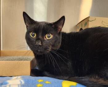 GOMER -  Domestic Short Hair Cat for Adoption in St. Louis, Missouri - GOMER | PetCurious