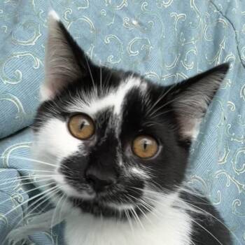 Scribbles -  Domestic Medium Hair Cat for Adoption in Grand Rapids, Minnesota - Scribbles | PetCurious