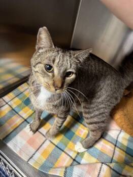 Domestic Short Hair Cats Available for Adoption - Calvin | PetCurious