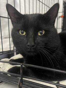 Rescue Domestic Short Hair Cats for Adoption in Johnston, Rhode Island - Atticus | PetCurious
