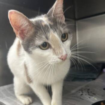 Fergie -  Domestic Short Hair Cat for Adoption in Auburn, Alabama - Fergie | PetCurious